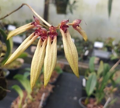 Bulbophyllum Picturatum
