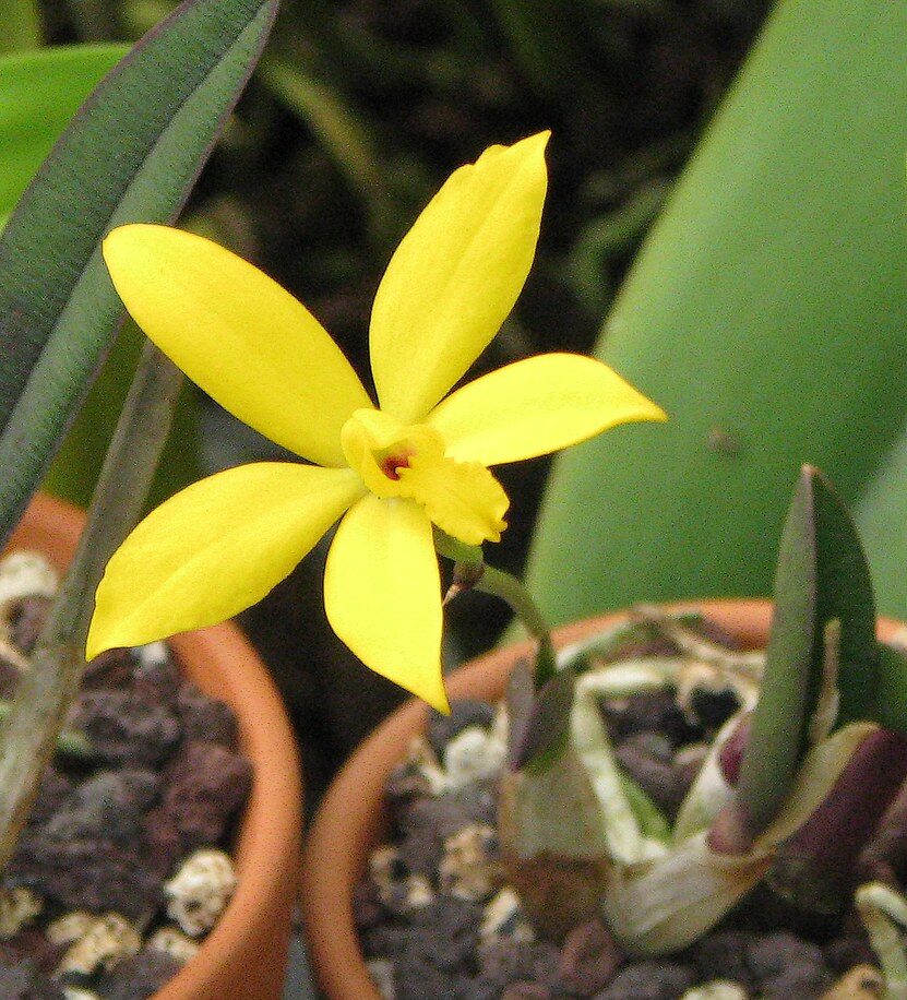 Arquivos Laelias - Orquidário Santa Bárbara