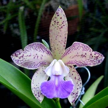 Cattleya Sororia Coerulea (guttata X Walkeriana)