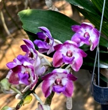 Rhynchostylis Gigantea Blue