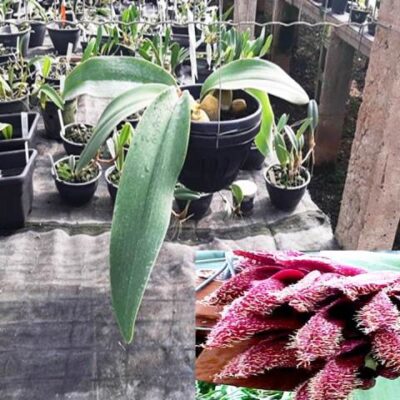 Bulbophyllum Phalaenopsis – Lacre 10255