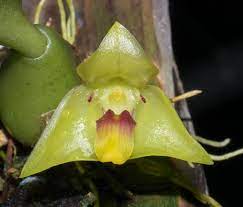 Bulbophyllum Nasutum