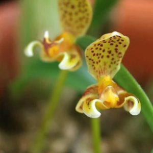 Bulbophyllum Pteroglossum