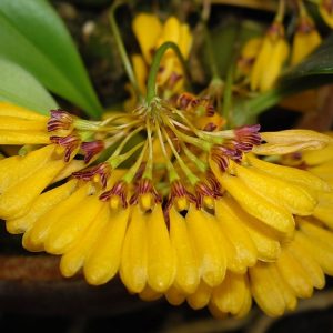 Bulbophyllum Tigridum