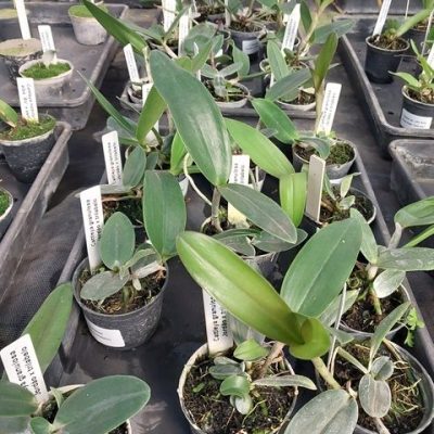 Cattleya Granulosa `Jordão´ X `Trilabelo´
