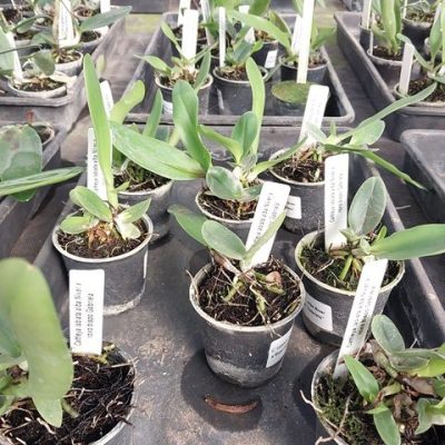 Cattleya Labiata Alba `Niver´ X Roxo Bispo `Gabriela´