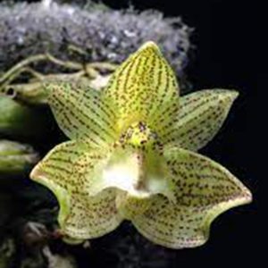 Bulbophyllum Pectinatum