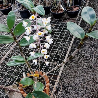 Dendrobium Bronckartii – Lacre 7194