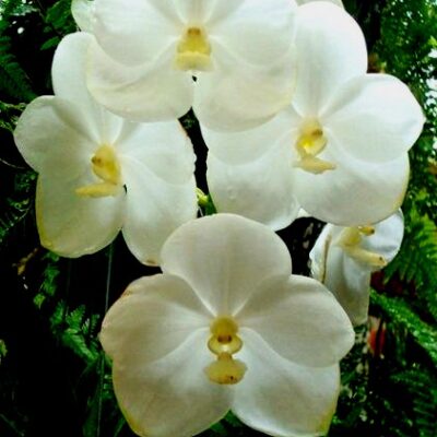 Vanda Nopporn White Diamond Yellow Lip _ Com Haste Floral (promoção)