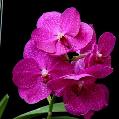 Vanda Pakchong Blue 2n – V. Patcharee Delight, 4n – Com Haste Floral (promoção)