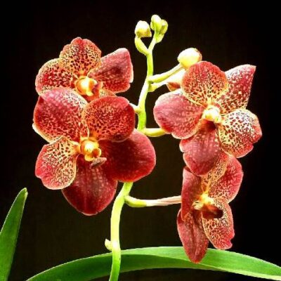 Vanda Piyarat – Ascda. Butterfly X Ascda. Kultana Gold Spot – Com Haste Floral (promoção)