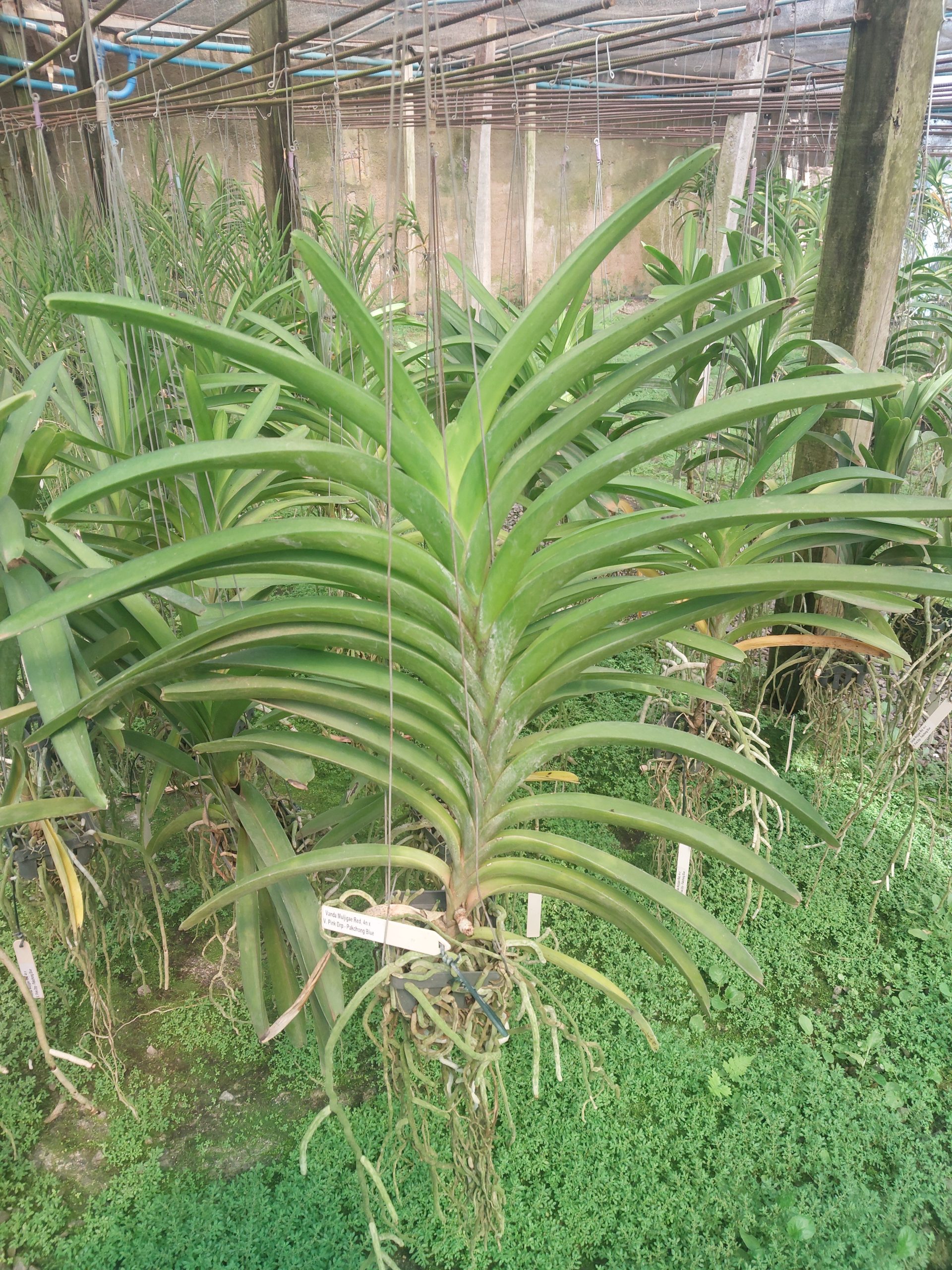 Vanda-Muljigae-red-4n-x-V.-