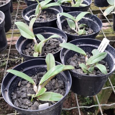 Cattleya Schilleriana Verde X Albescens