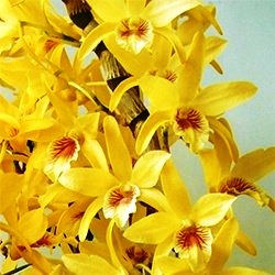 Dendrobium Amarelo
