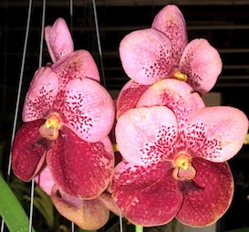 Vanda Bonchoo X Taweesuksa X Sanderiana