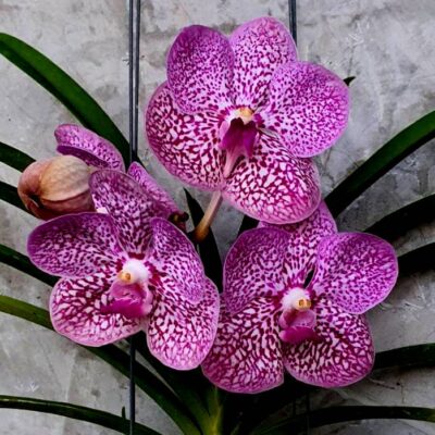 Vanda Wirat Pink X Gordon Dillon, Pink Tessellated – Com Haste Floral (promoção)