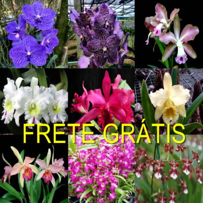 A03 – Super Pacotão De 47 Orquídeas Selecionadas – 25 Cattleyas Especiais + 15 Mudas Jovens De Cattleyas De Cores Diferentes + 1 Vanda + 2 Mudas De Vandas + 3 Dendrobiuns + 1 Oncidium – FRETE GRÁTIS