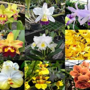 A03 - Super Pacotão de 47 orquídeas selecionadas - 25 Cattleyas especiais + 15 mudas jovens de Cattleyas de cores diferentes + 1 Vanda + 2 mudas de Vandas + 3 Dendrobiuns + 1 Oncidium