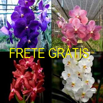 A05 – Pacote De 15 Mudas De Vandas – FRETE GRÁTIS