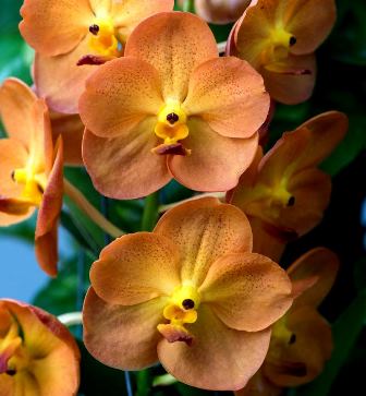 Ascda. Suksamran Gold X V. Yellow