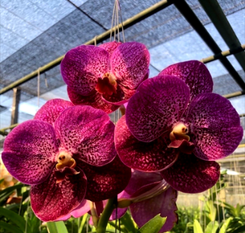 Vanda Bitz´s Heartthrob X Sirirak Red