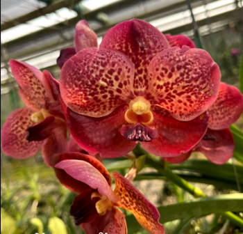 Vanda Chantra Orange