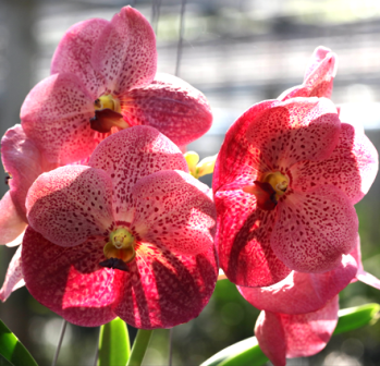 Vanda Dr. Anek X Fuchs Delight Pink