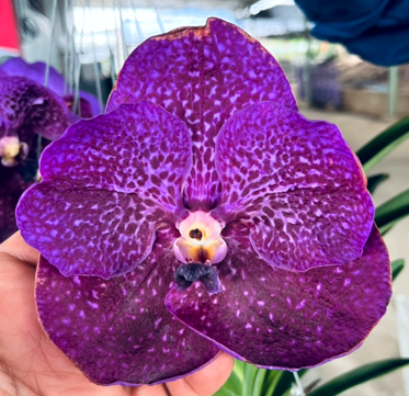 Vanda Dr. Anek X Gordon Dillon