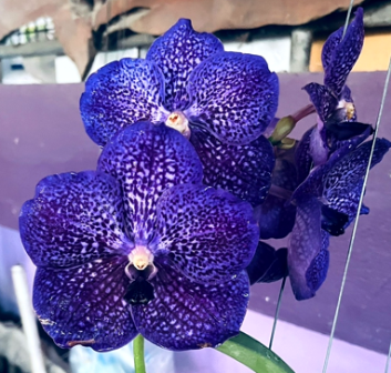 Vanda Dr. Anek X Kasem´s Delight Blue
