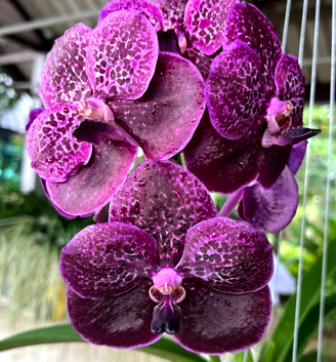 Vanda Dr. Anek X Kulwadee Fragrant Black