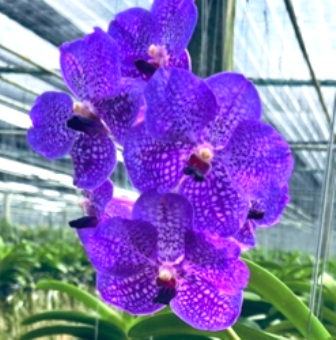 Vanda Dr. Anek X Robert´s Delight Blue New