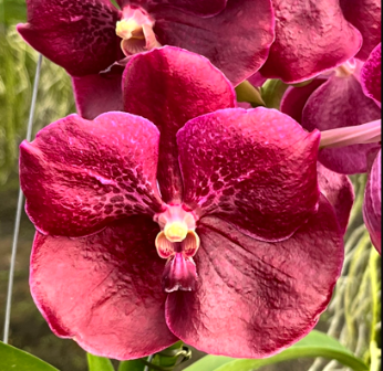 Vanda Dr. Anek X Similan Red, Nº 1