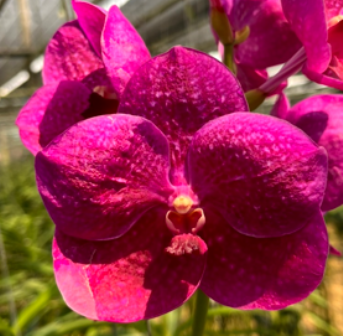 Vanda Fuchs Delight X Dr. Anek