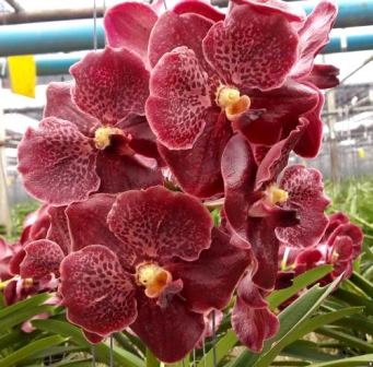 Vanda Majik Fancy, Nº 1413