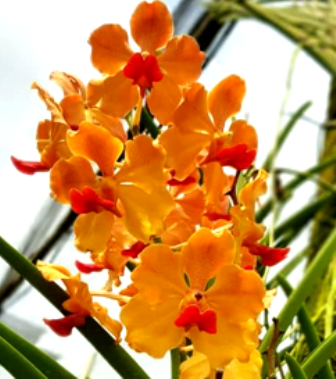 Vanda Orange Red Lip (Quarter Terete)