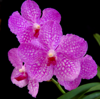 Vanda Pachara Delight Pink