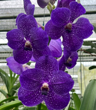 Vanda Preecha Blue