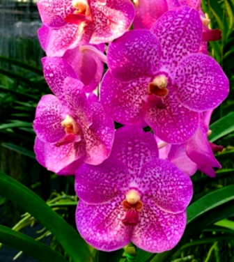 Vanda Somsri Pink Velvet