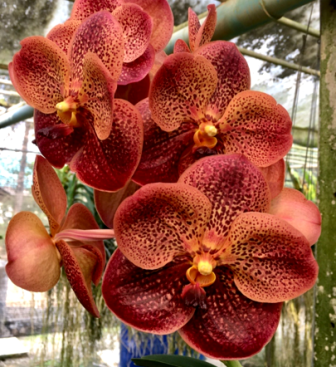 Vanda Somsri Gold X Bitz’s Hearrthrob, Nº 2