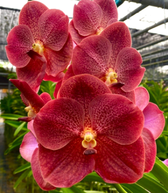 Vanda Somsri Gold X Bitz’s Hearrthrob, Nº 1