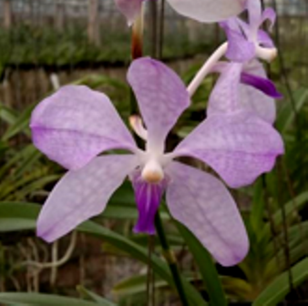 Vanda Coerulea