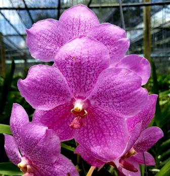 Vanda Ruby Prince X Mimi Palmer X Thong Chai