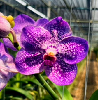 Vanda Bangyikhan X Coerulea New – Com Haste Floral (PROMOÇÃO)
