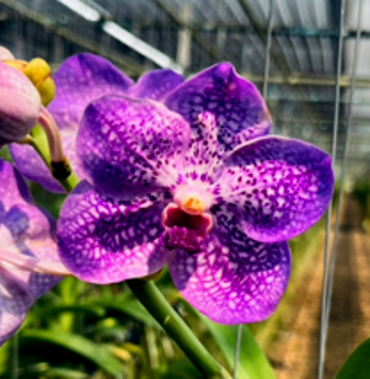 Vanda Bangyikhan X Coerulea New