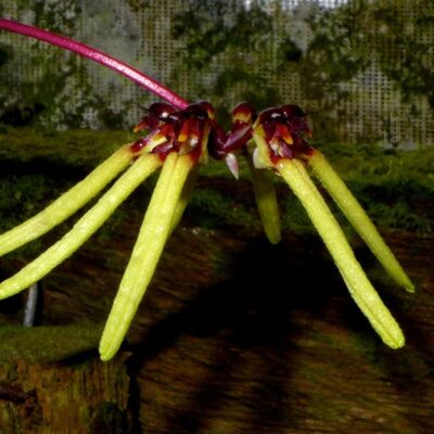 Bulbophyllum Brienianum