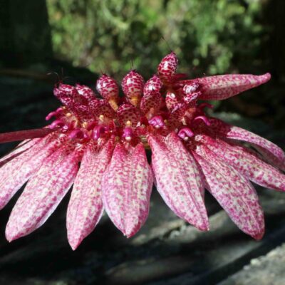 Bulbophyllum Longifolium