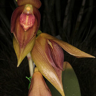 Bulbophyllum Mandibulare