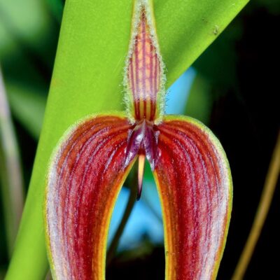 Bulbophyllum Maxillare