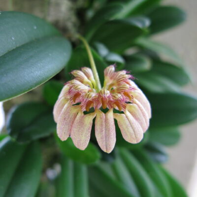 Bulbophyllum Roxburghii