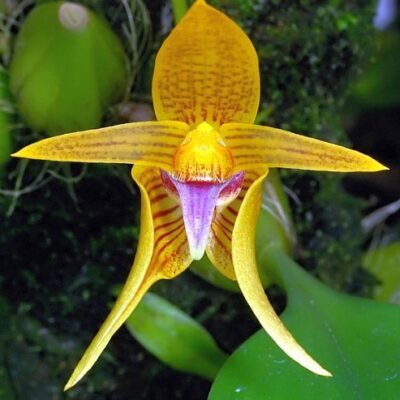 Bulbophyllum Smitinandii